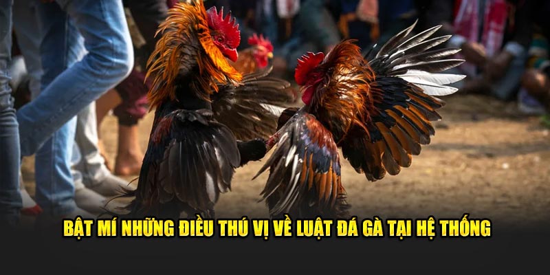 Bật mí những điều thú vị về luật đá gà tại hệ thống