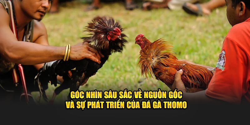 Góc nhìn sâu sắc về nguồn gốc và sự phát triển của đá gà Thomo