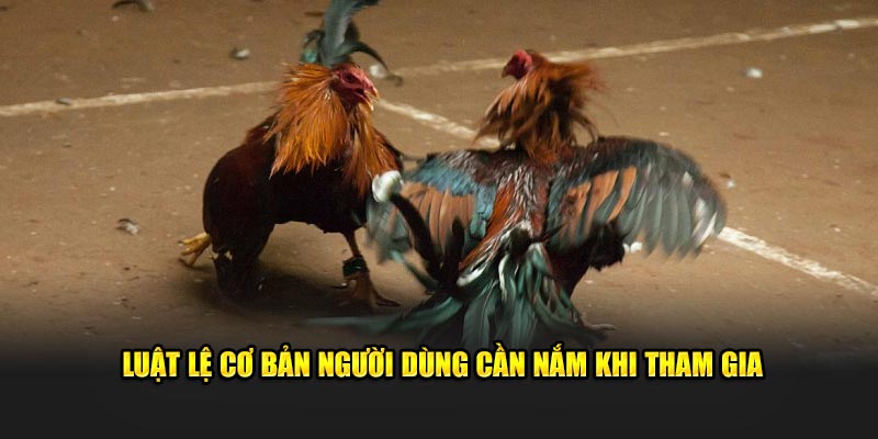 Luật lệ cơ bản người dùng cần nắm khi tham gia 