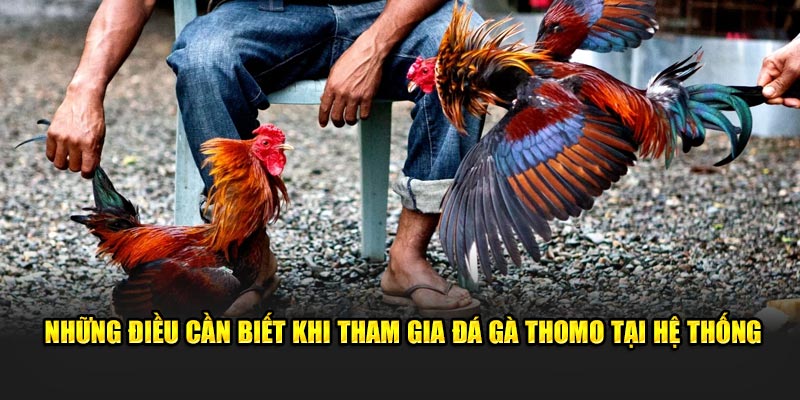 Những điều cần biết khi tham gia đá gà Thomo tại hệ thống