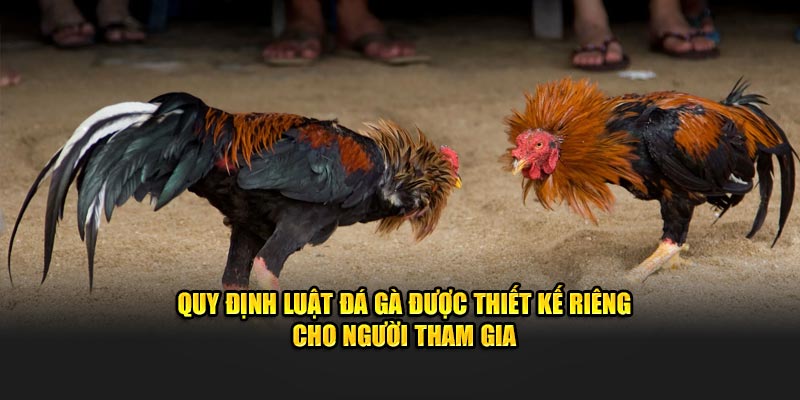 Quy định luật đá gà được thiết kế riêng cho người tham gia