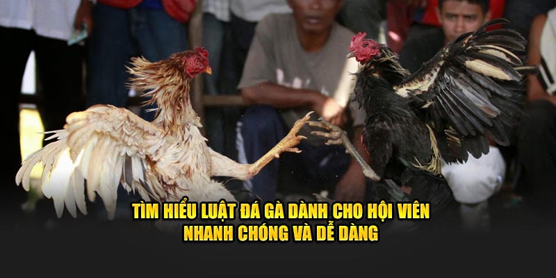 Tìm hiểu luật đá gà dành cho hội viên nhanh chóng và dễ dàng